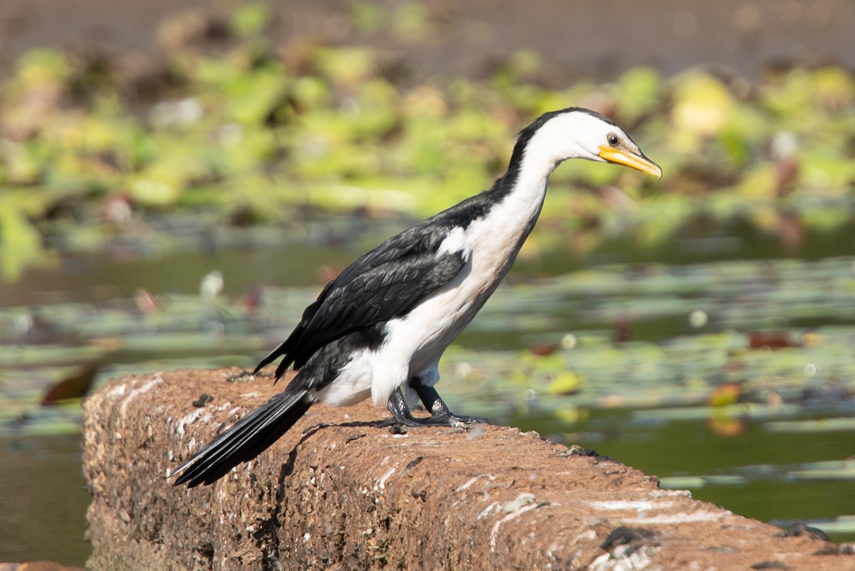 Little Pied Cormorant - ML614301575