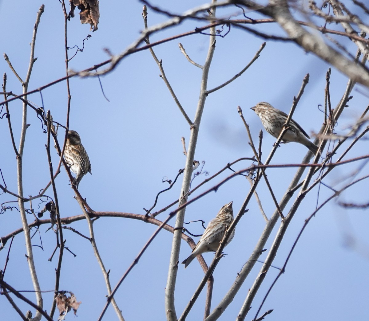 Purple Finch - ML614301595