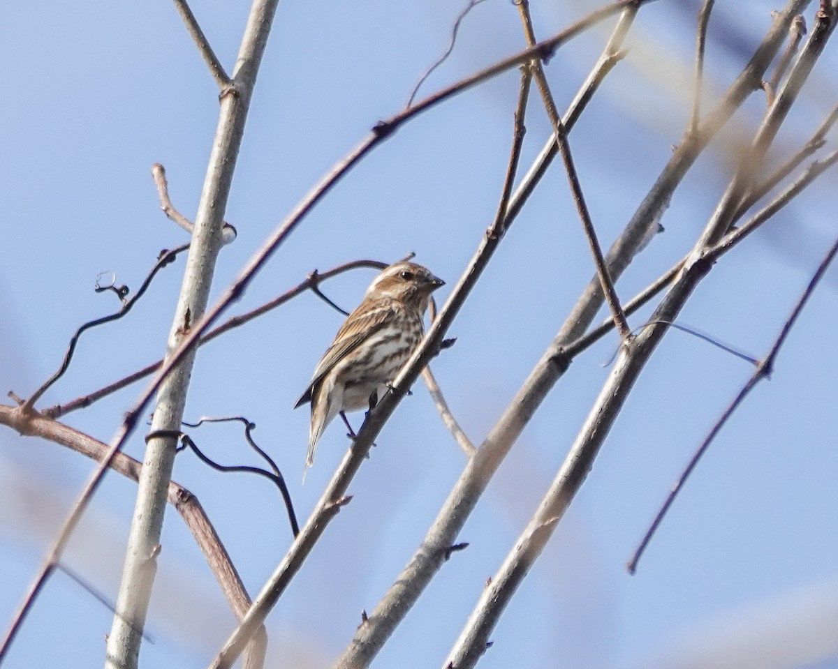 Purple Finch - ML614301597