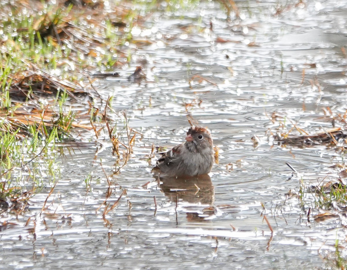 Field Sparrow - ML614301634