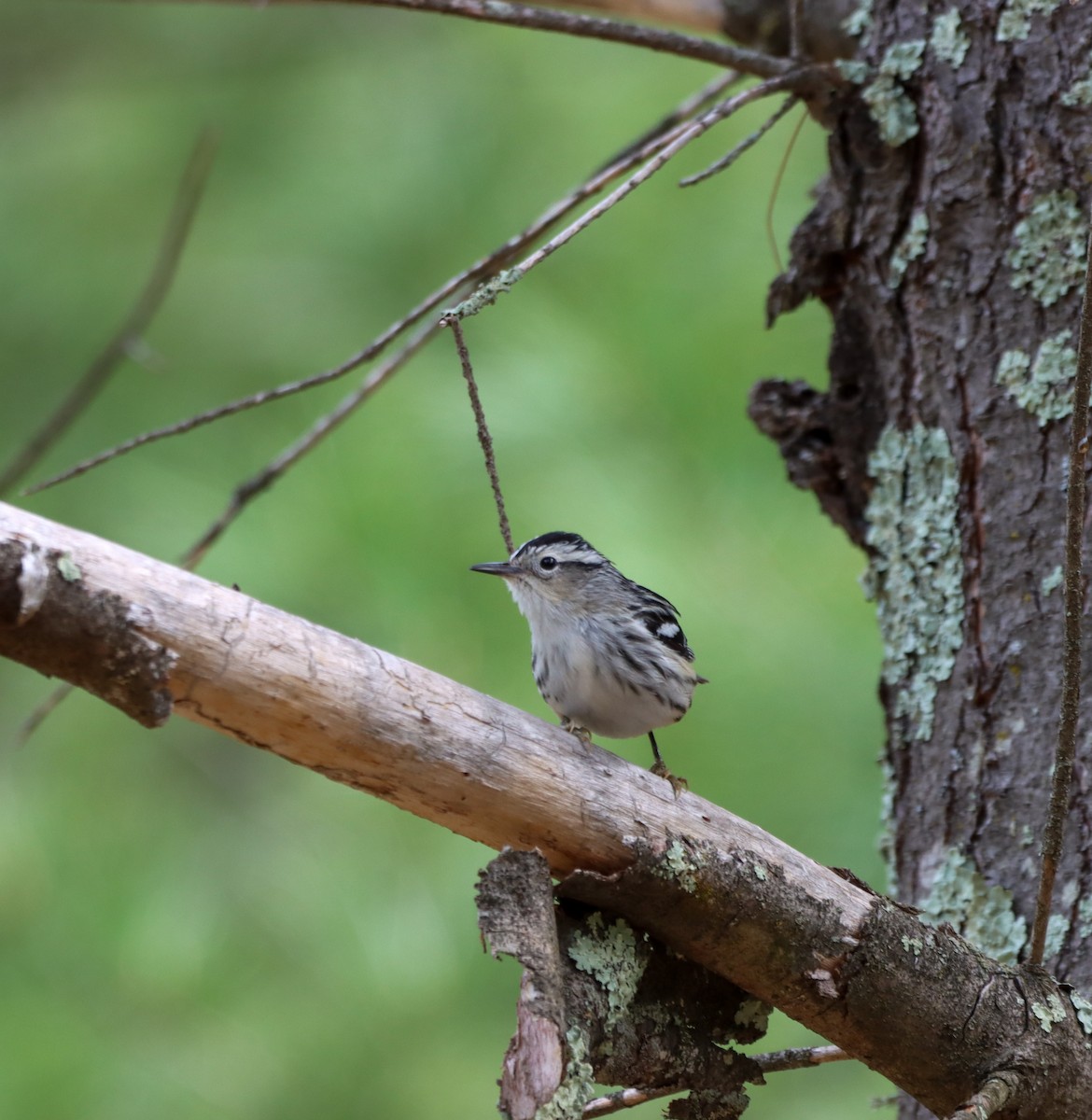 Black-and-white Warbler - ML614301771