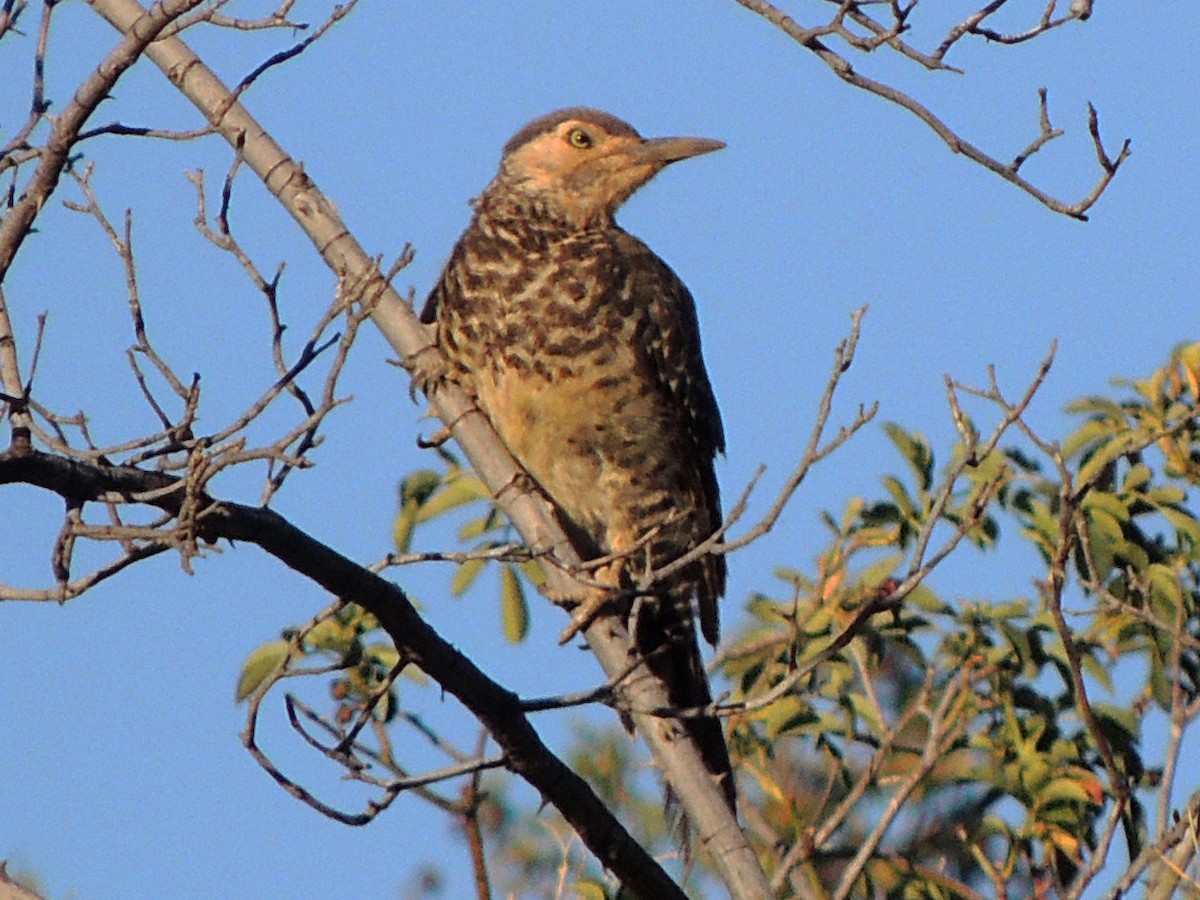 Chilean Flicker - ML614301776