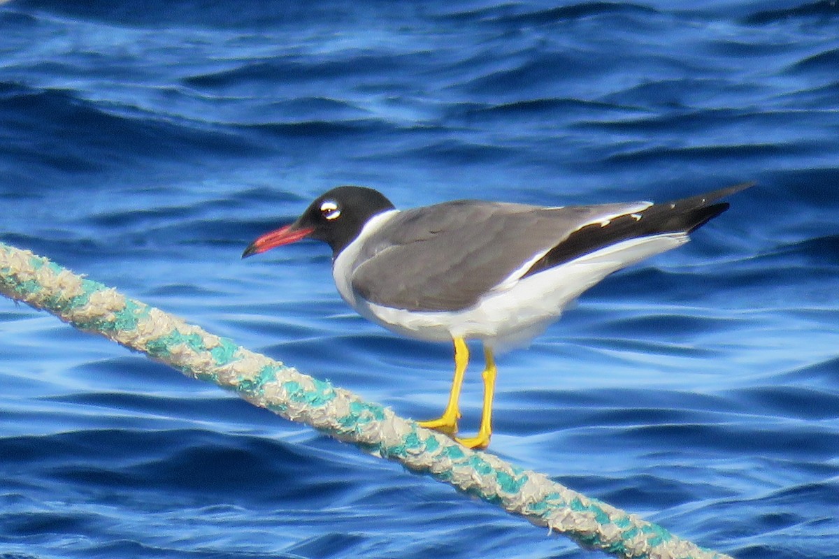 White-eyed Gull - Örjan Sjögren