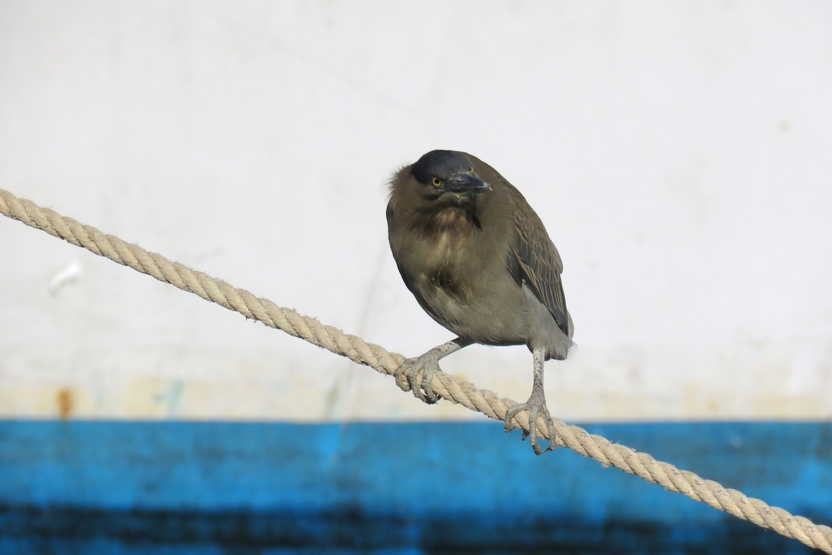 Striated Heron - ML614301813