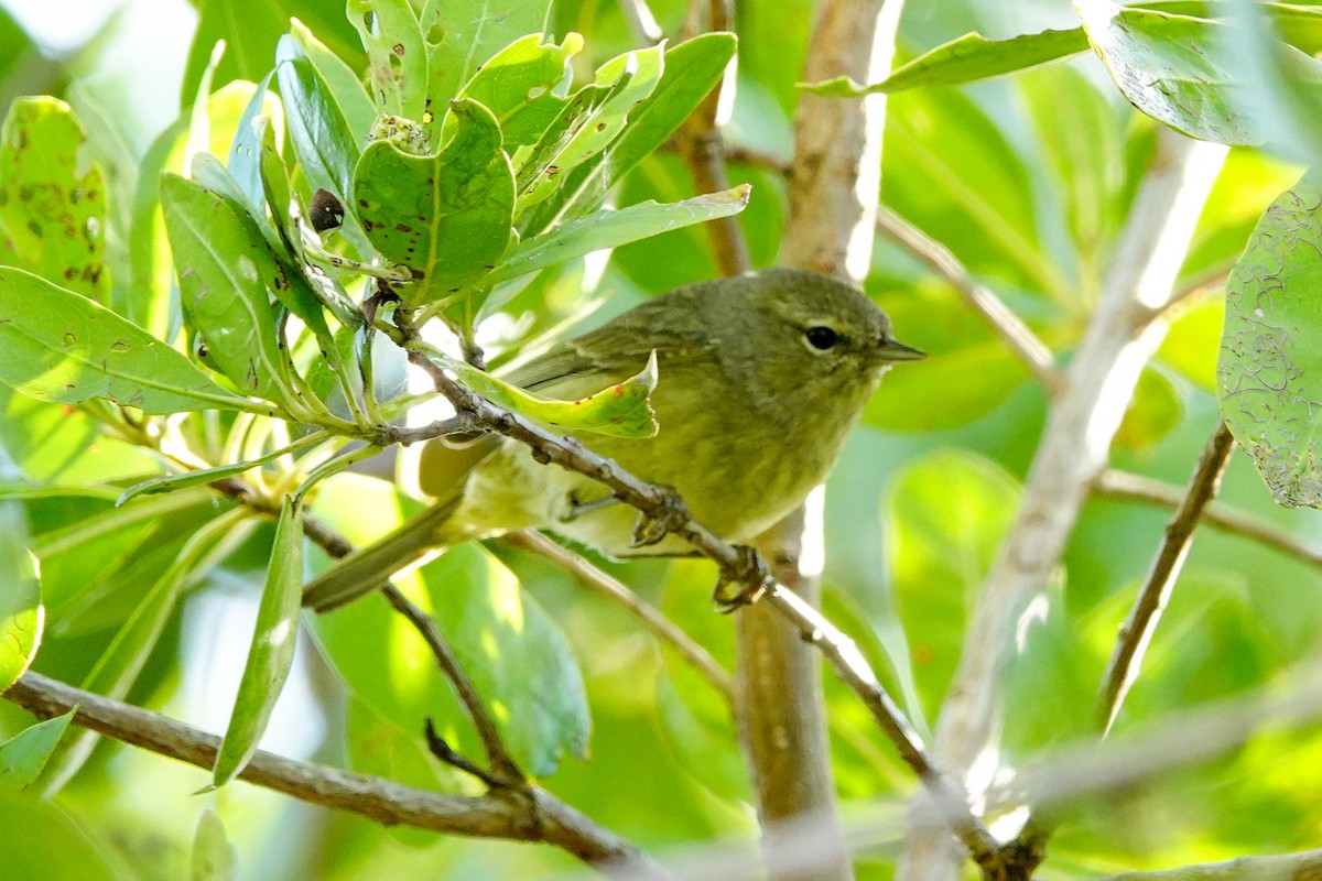 Orange-crowned Warbler - ML614301879