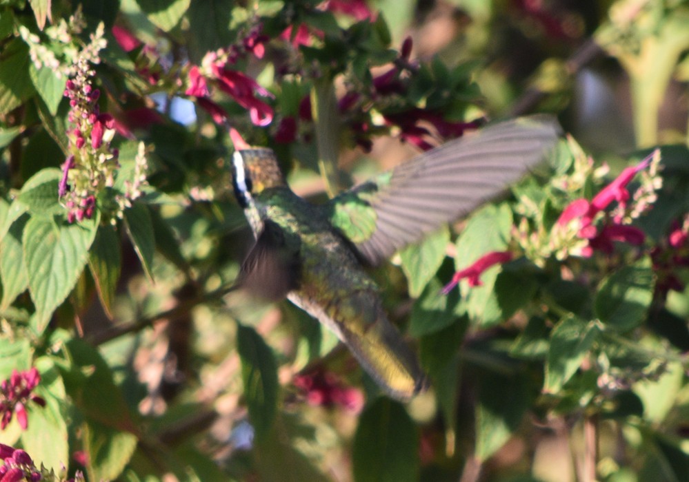 kolibřík bělouchý - ML614301945