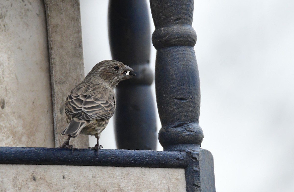 House Finch - ML614301954