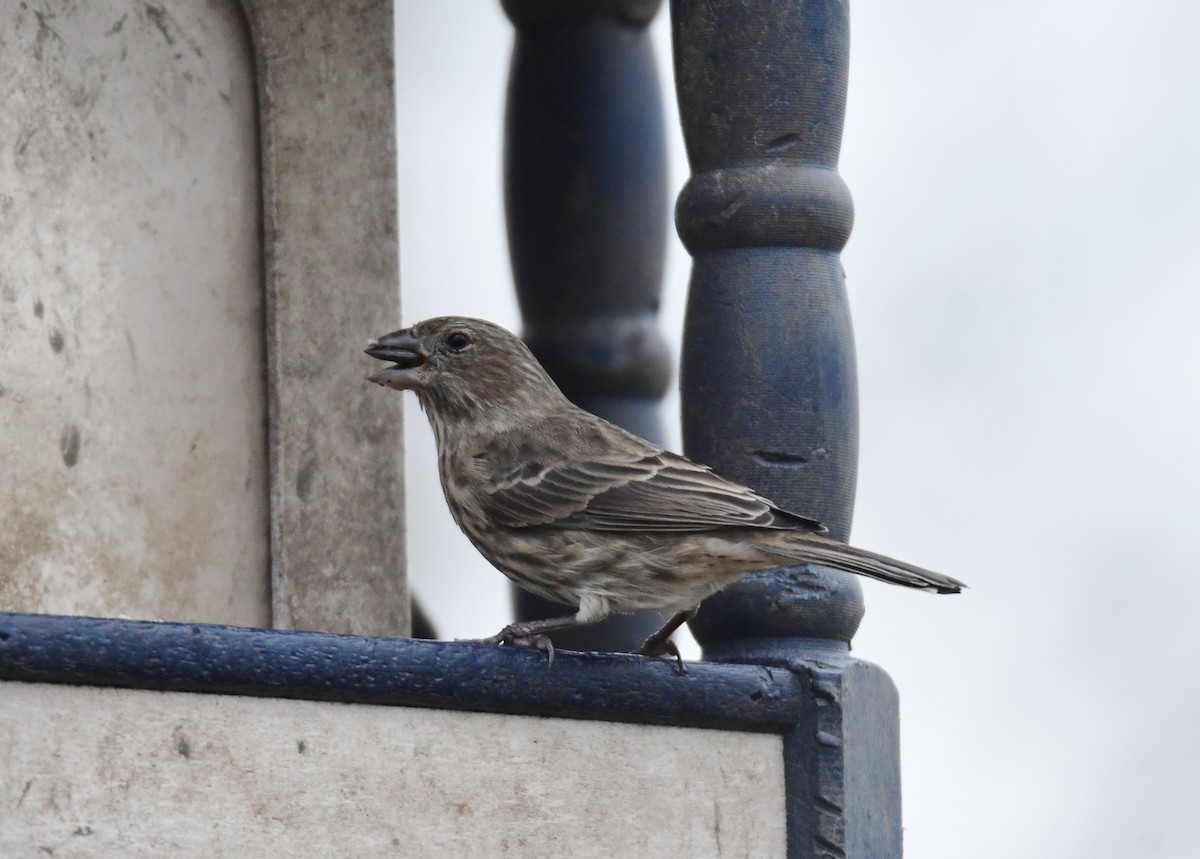 House Finch - ML614301955