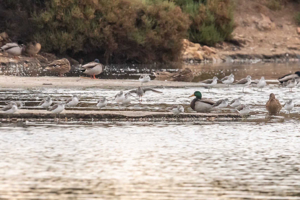 Spotted Redshank - ML614301996