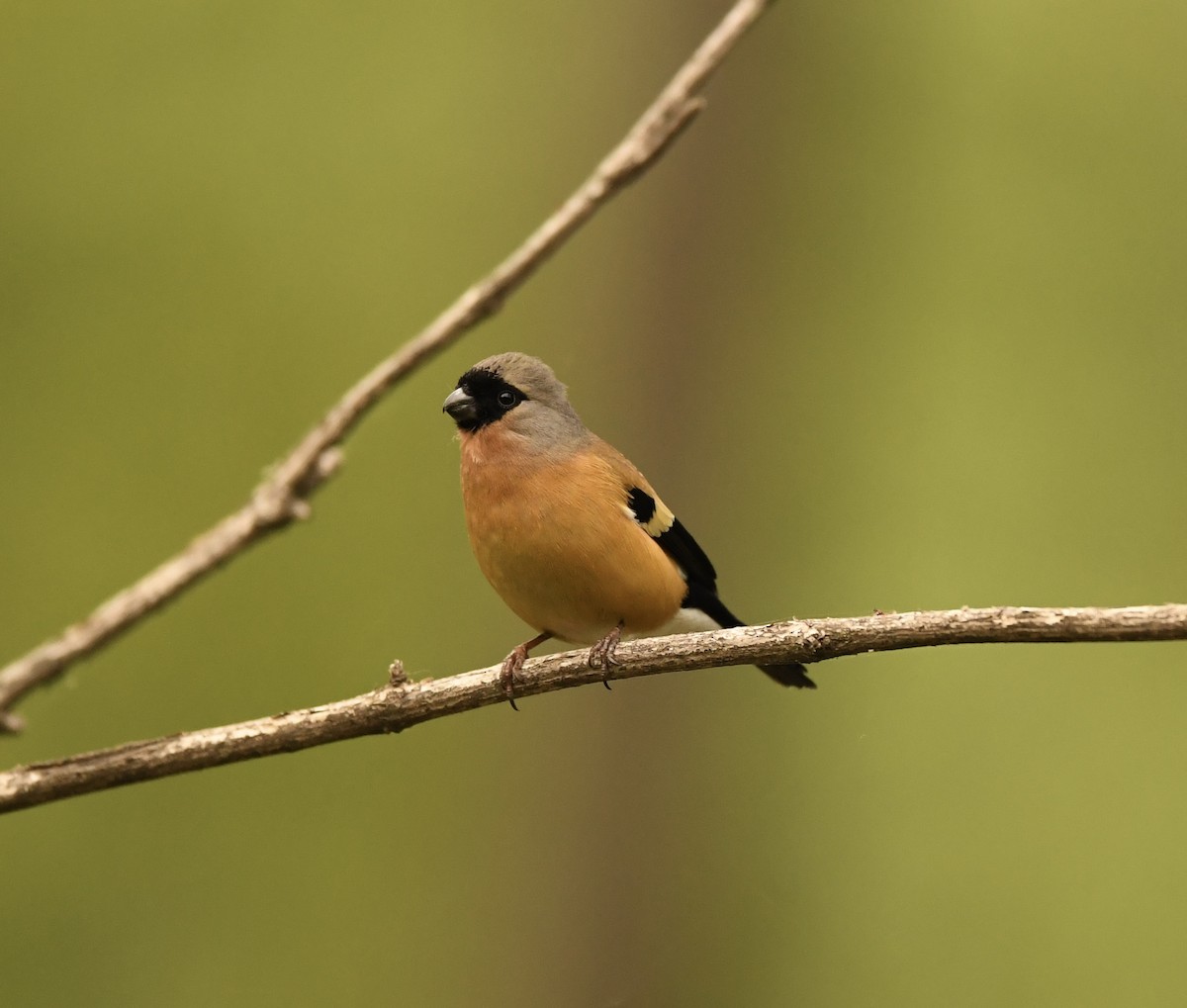 Orange Bullfinch - ML614302027