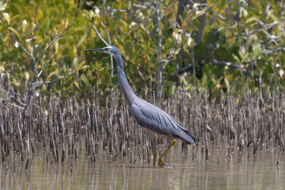 White-faced Heron - ML614302146