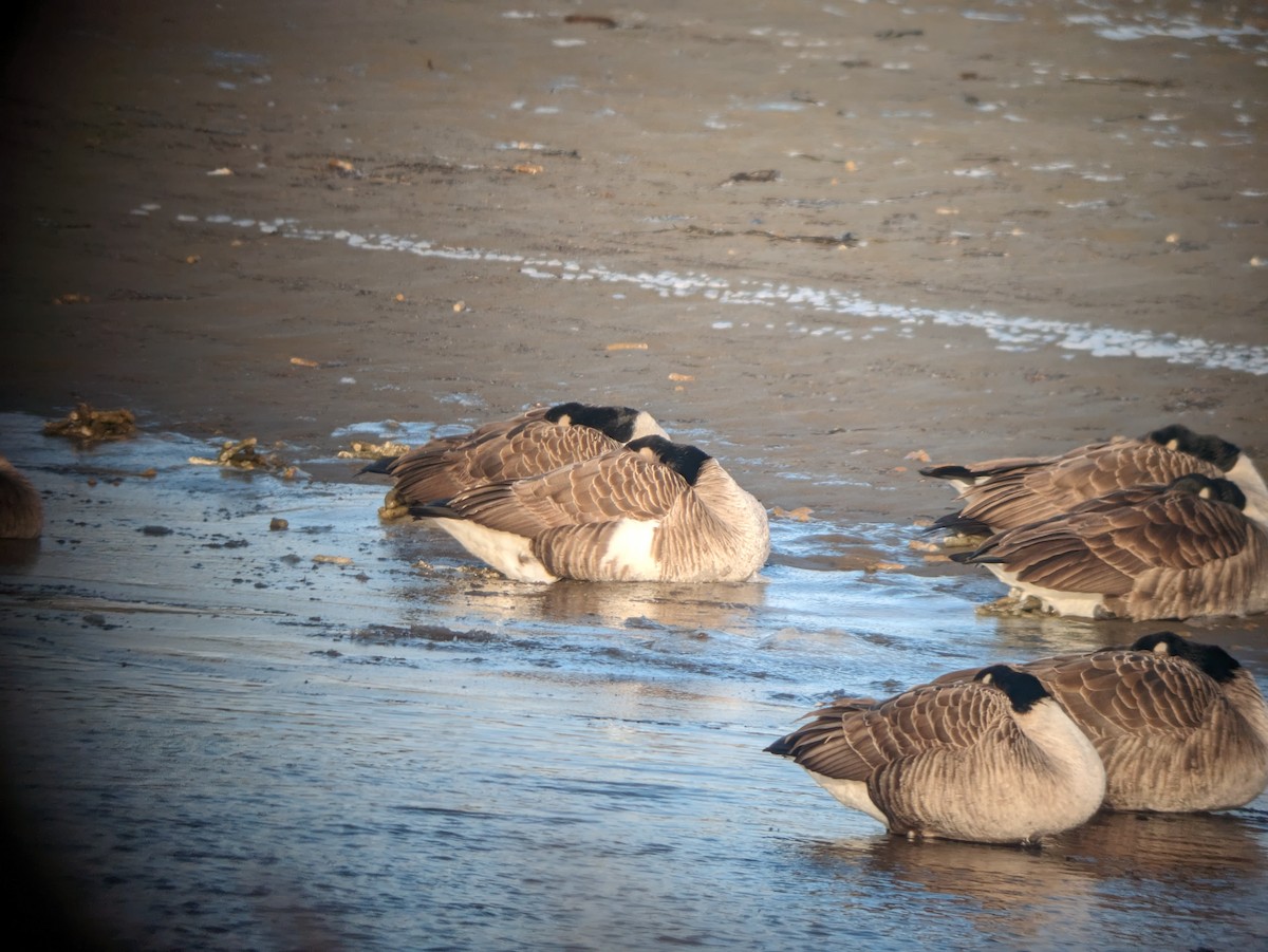 tanımsız kaz (Anser/Branta sp.) - ML614302172