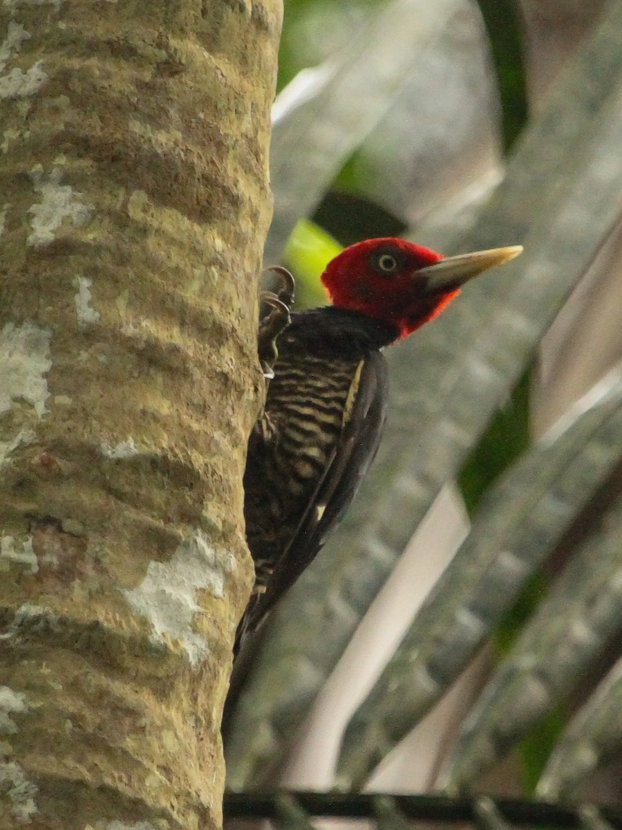 Pale-billed Woodpecker - ML614302184