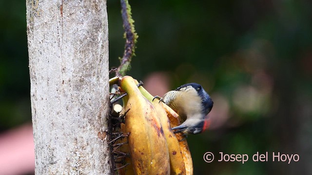 Black-cheeked Woodpecker - ML614302260