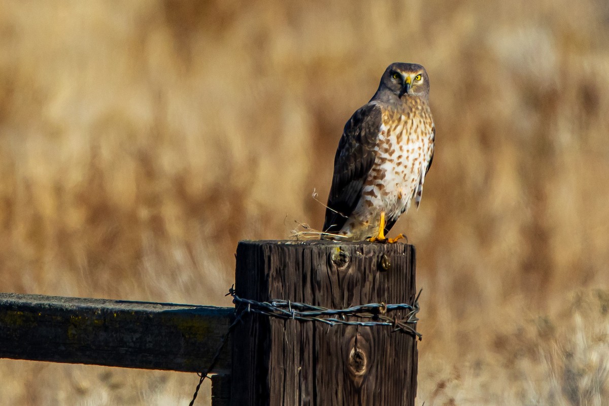 Northern Harrier - ML614302302