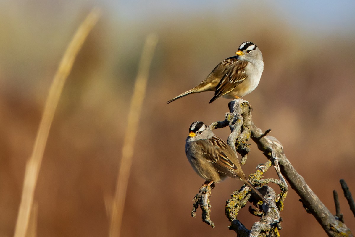 White-crowned Sparrow - David/Mary Phillips