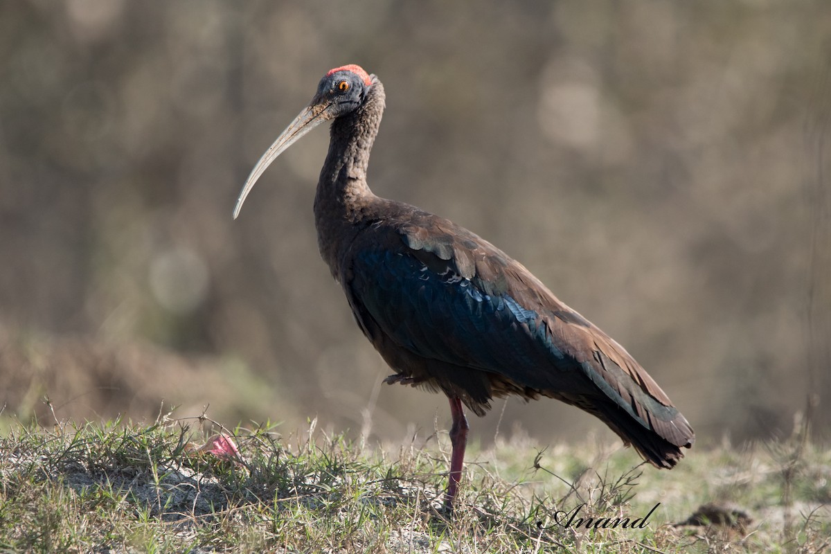 Red-naped Ibis - ML614302318