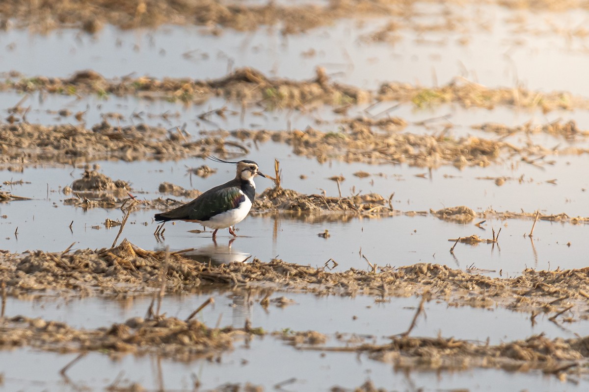 Northern Lapwing - Pablo Ramos