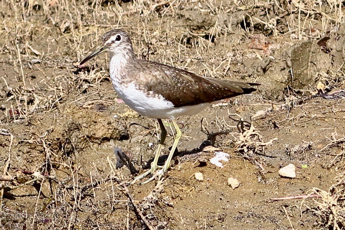 Green Sandpiper - ML614302430