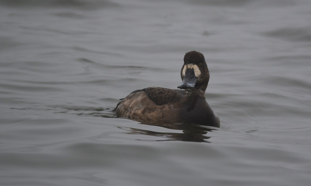 Greater Scaup - Chaiby Leiman