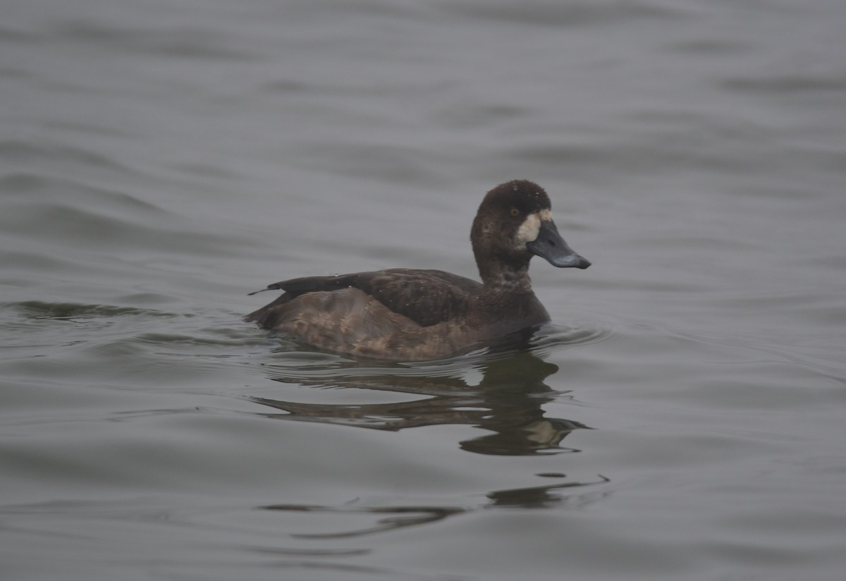 Greater Scaup - Chaiby Leiman