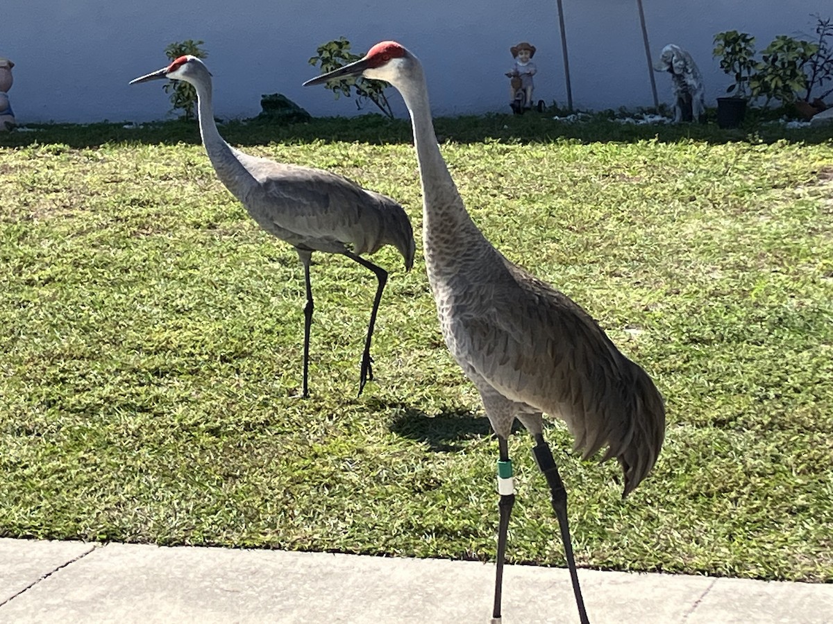 Sandhill Crane - ML614302572