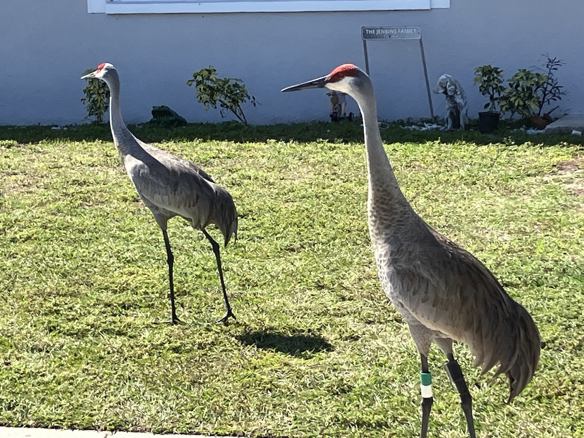 Sandhill Crane - ML614302573
