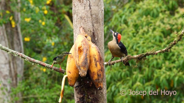 Black-cheeked Woodpecker - ML614302651