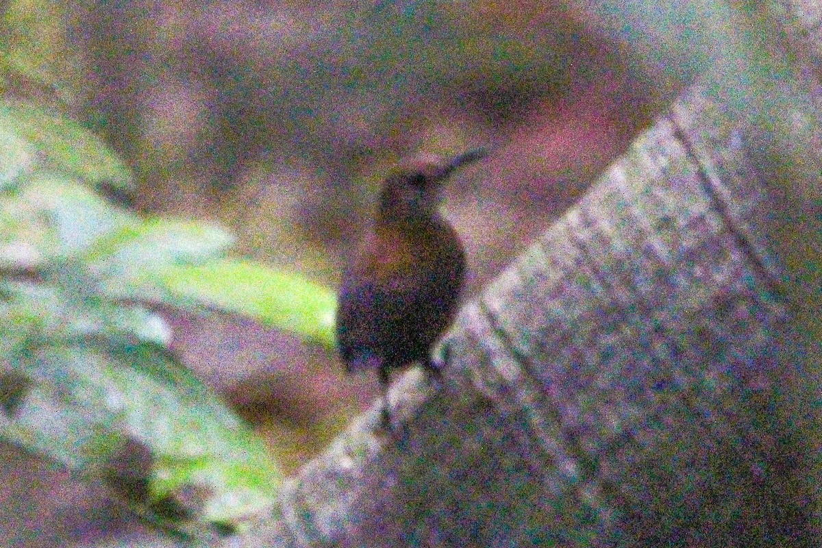 Scaly-breasted Wren - Paul 🐈🔭🦜 Rodríguez @elpuma