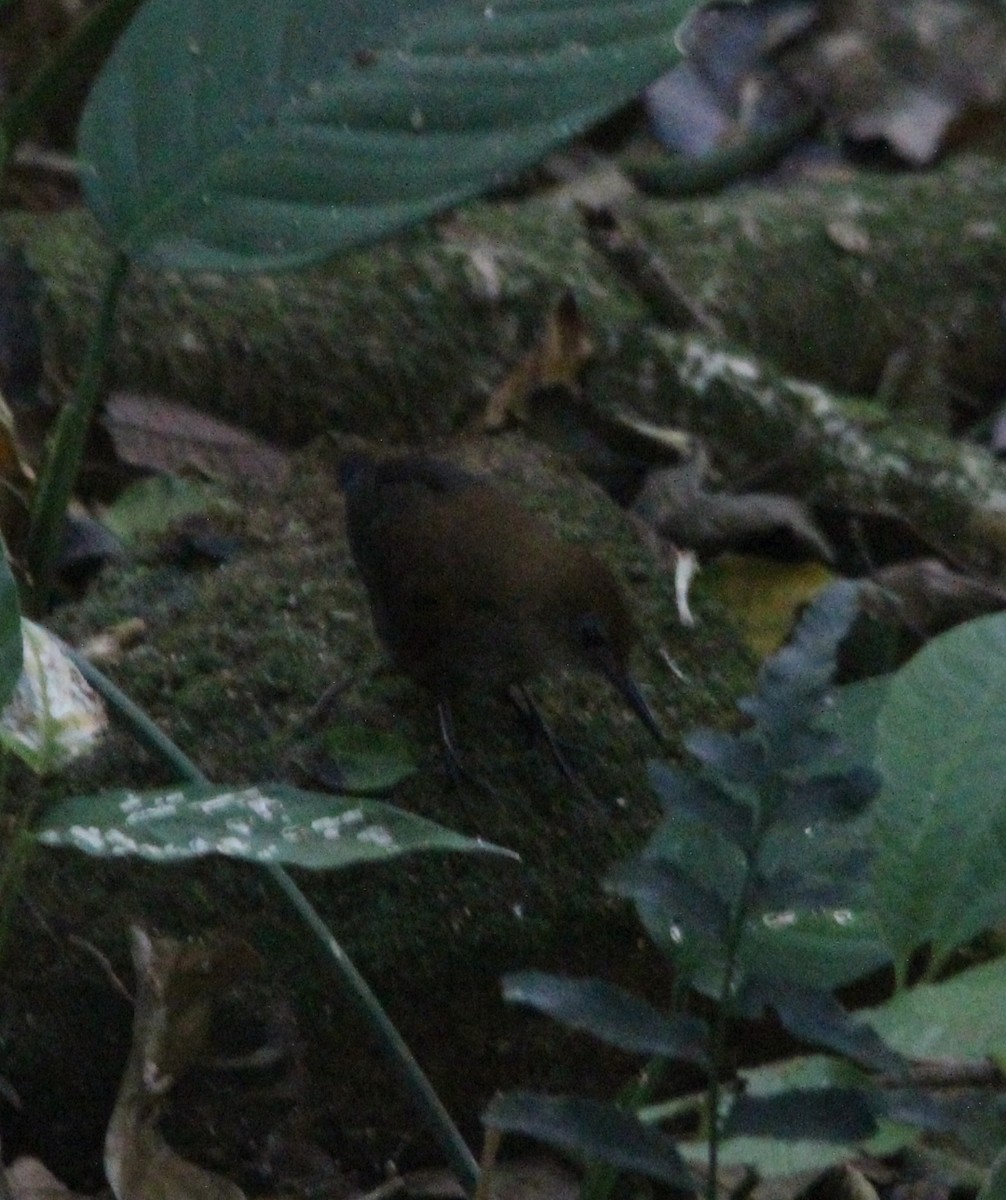 Scaly-breasted Wren - ML614302756