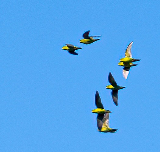 Barred Parakeet - Kenneth Eyster