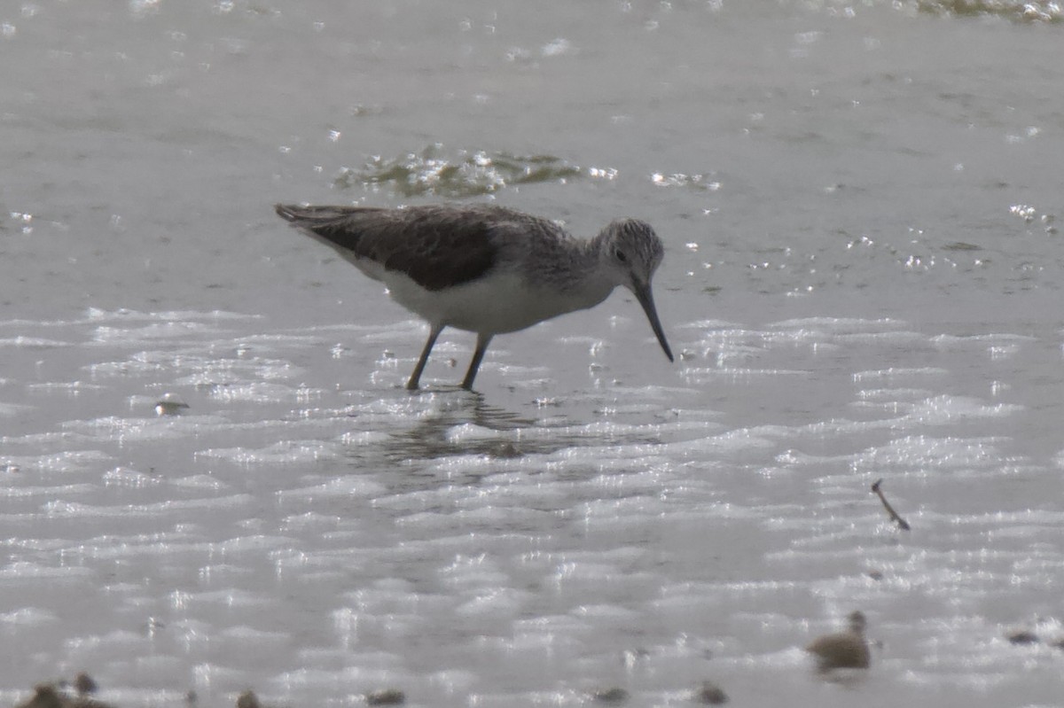 Common Greenshank - ML614302857