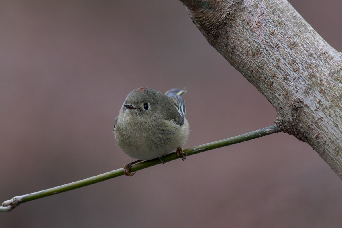 Erregetxo mottogorria - ML614302871