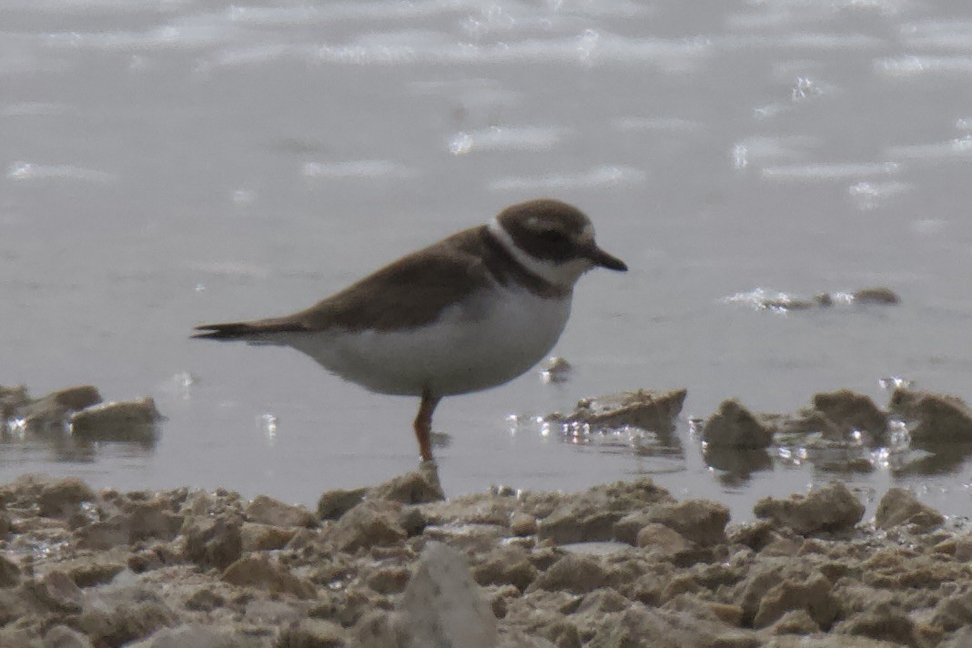 Common Ringed Plover - ML614302940