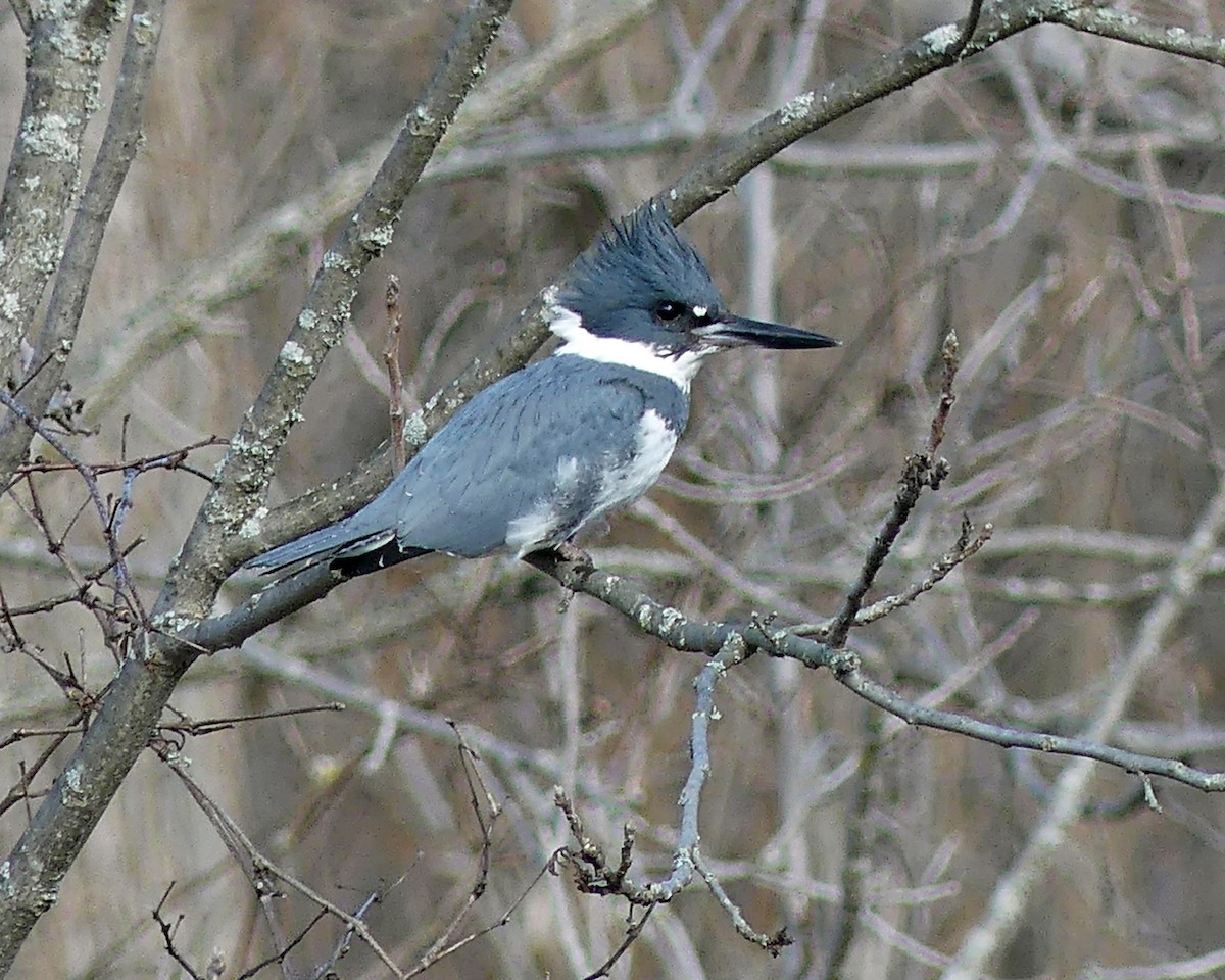 Belted Kingfisher - ML614302955