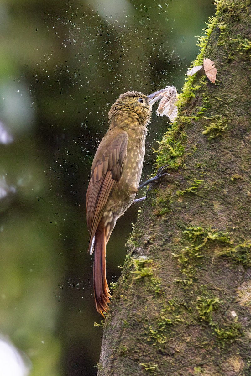 Spotted Woodcreeper - ML614302957