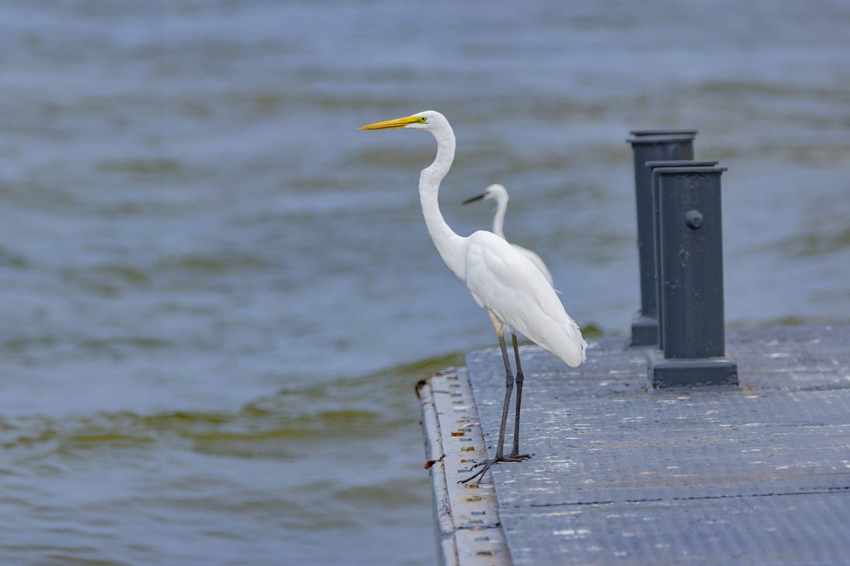 Great Egret - ML614303057