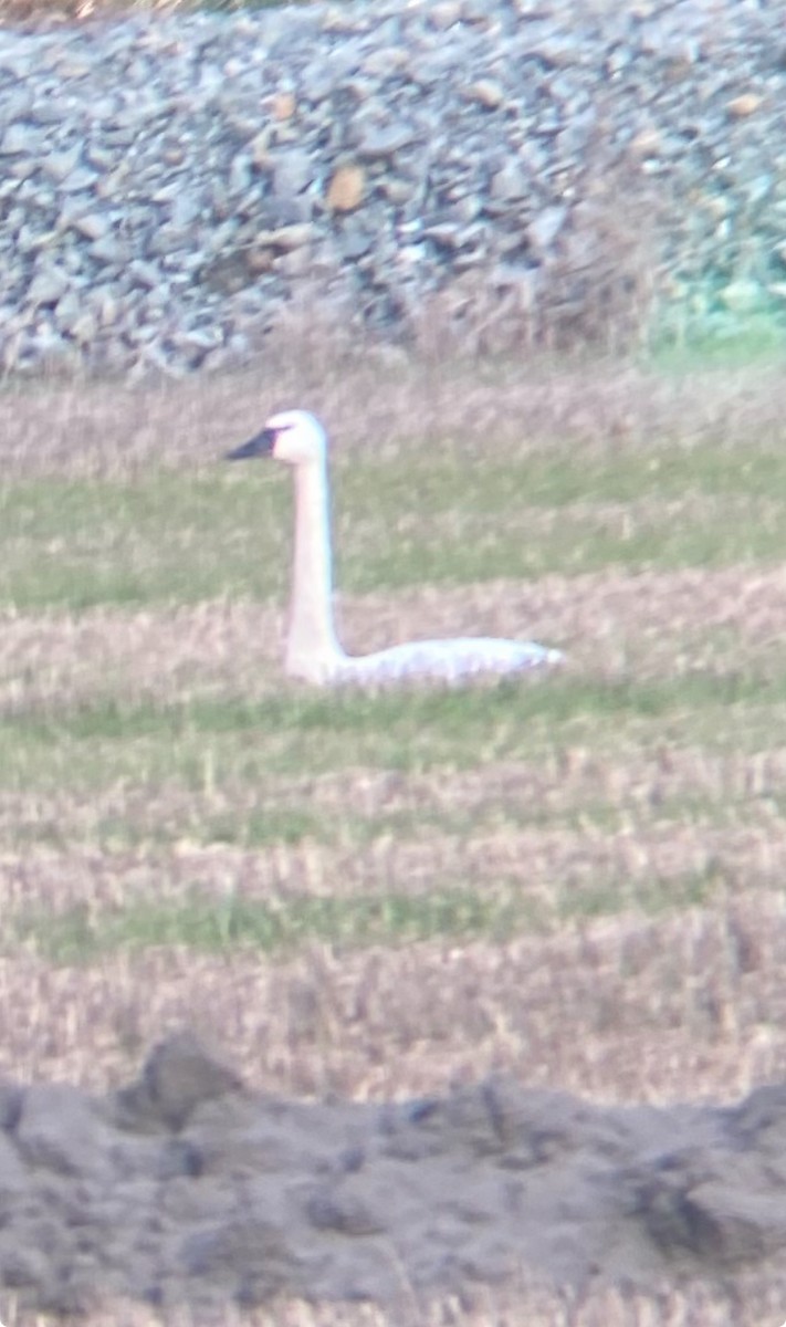 Tundra Swan - ML614303134