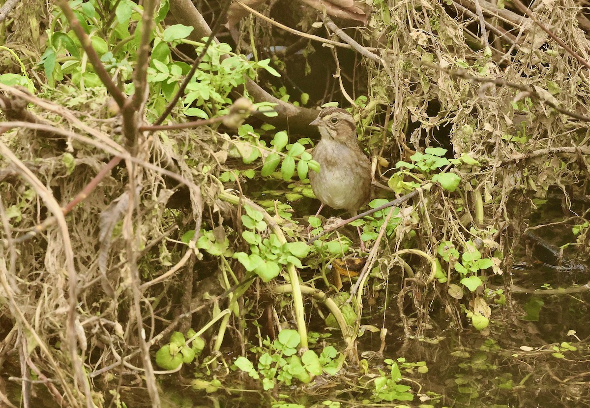 Swamp Sparrow - ML614303139