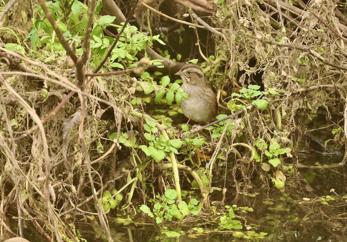 Swamp Sparrow - ML614303162