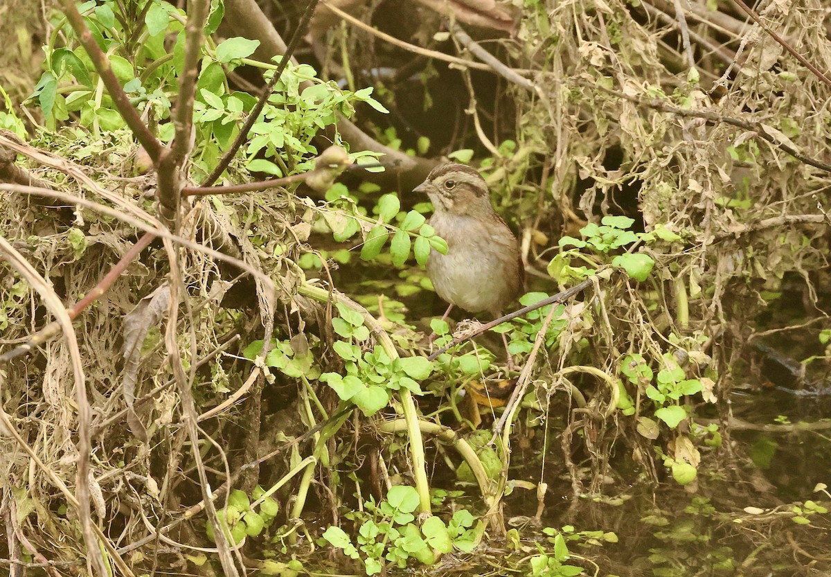 Swamp Sparrow - Kevin Zimmer