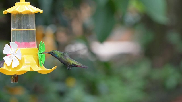 Black-throated Mango - ML614303180