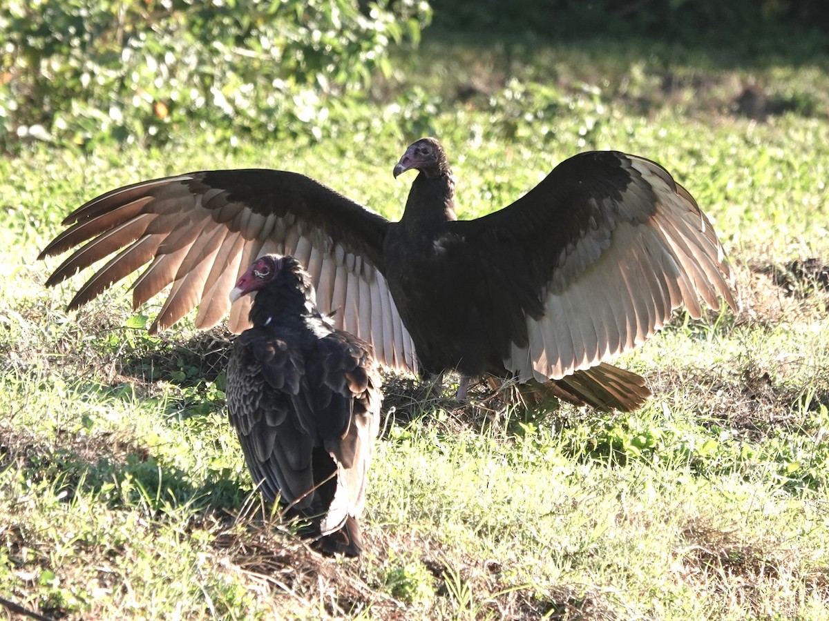 Turkey Vulture - ML614303197