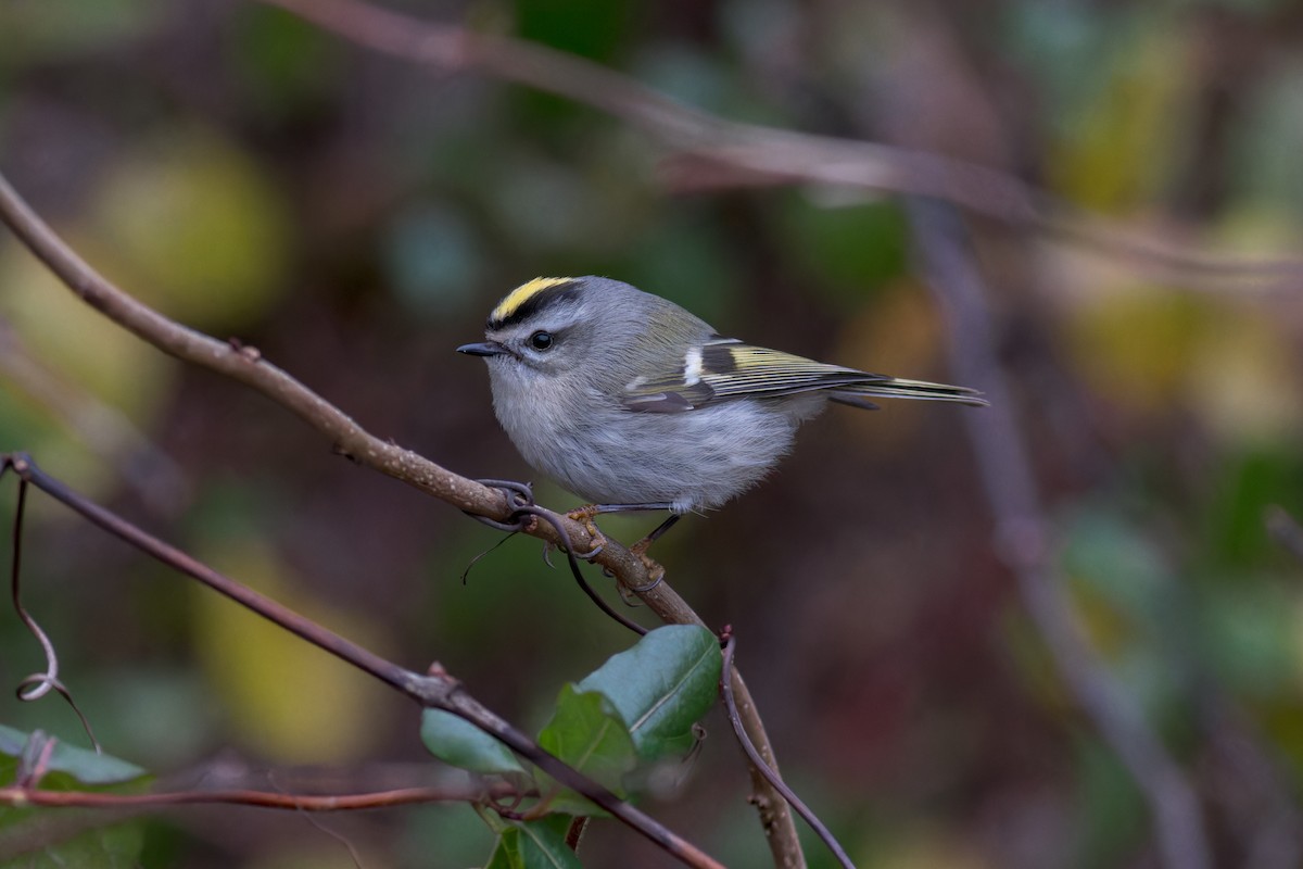 Erregetxo amerikarra - ML614303254