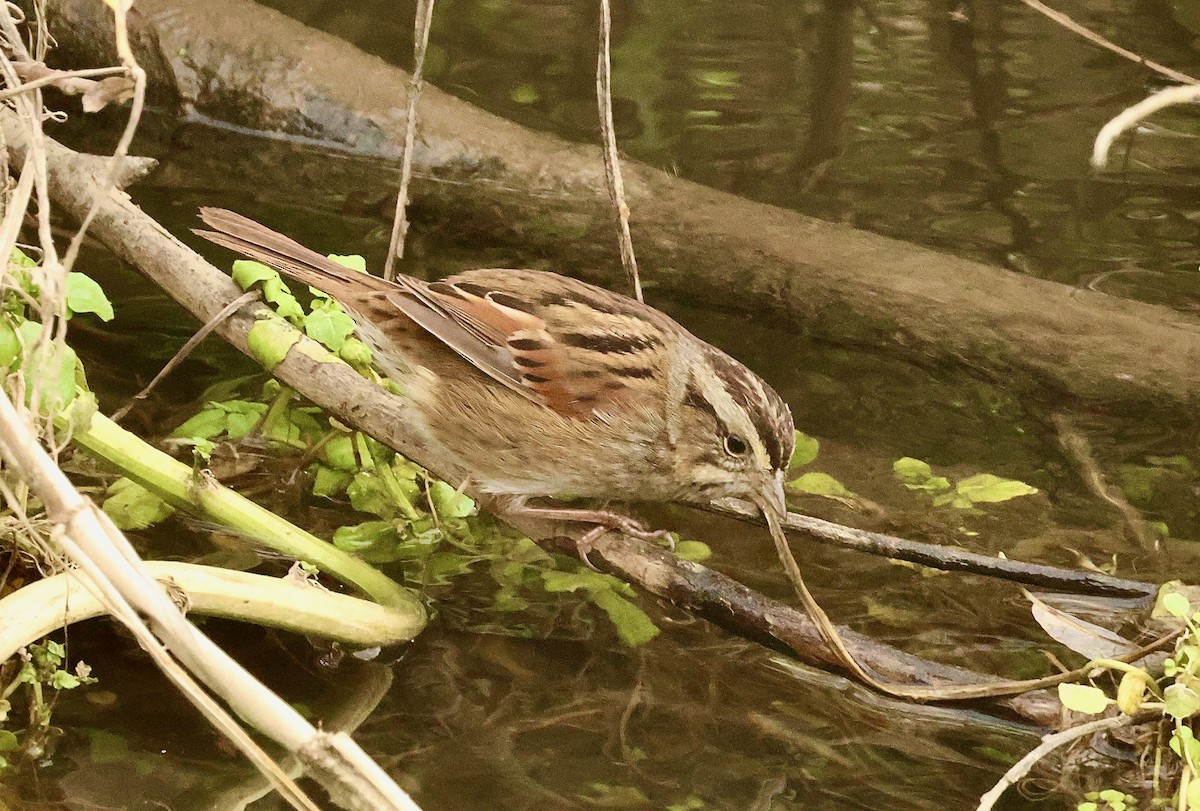 Swamp Sparrow - ML614303258