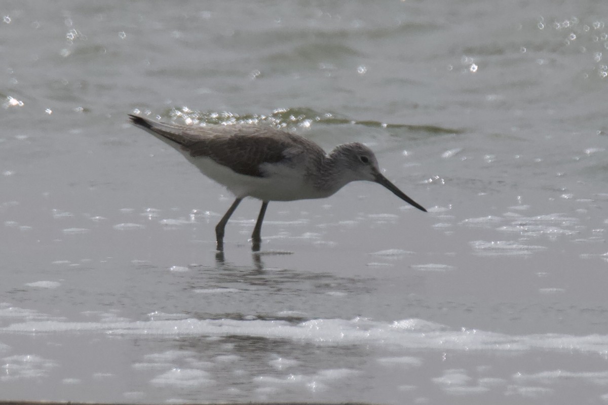 Common Greenshank - ML614303290