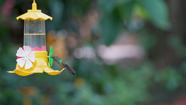 kolibřík pestrý - ML614303303