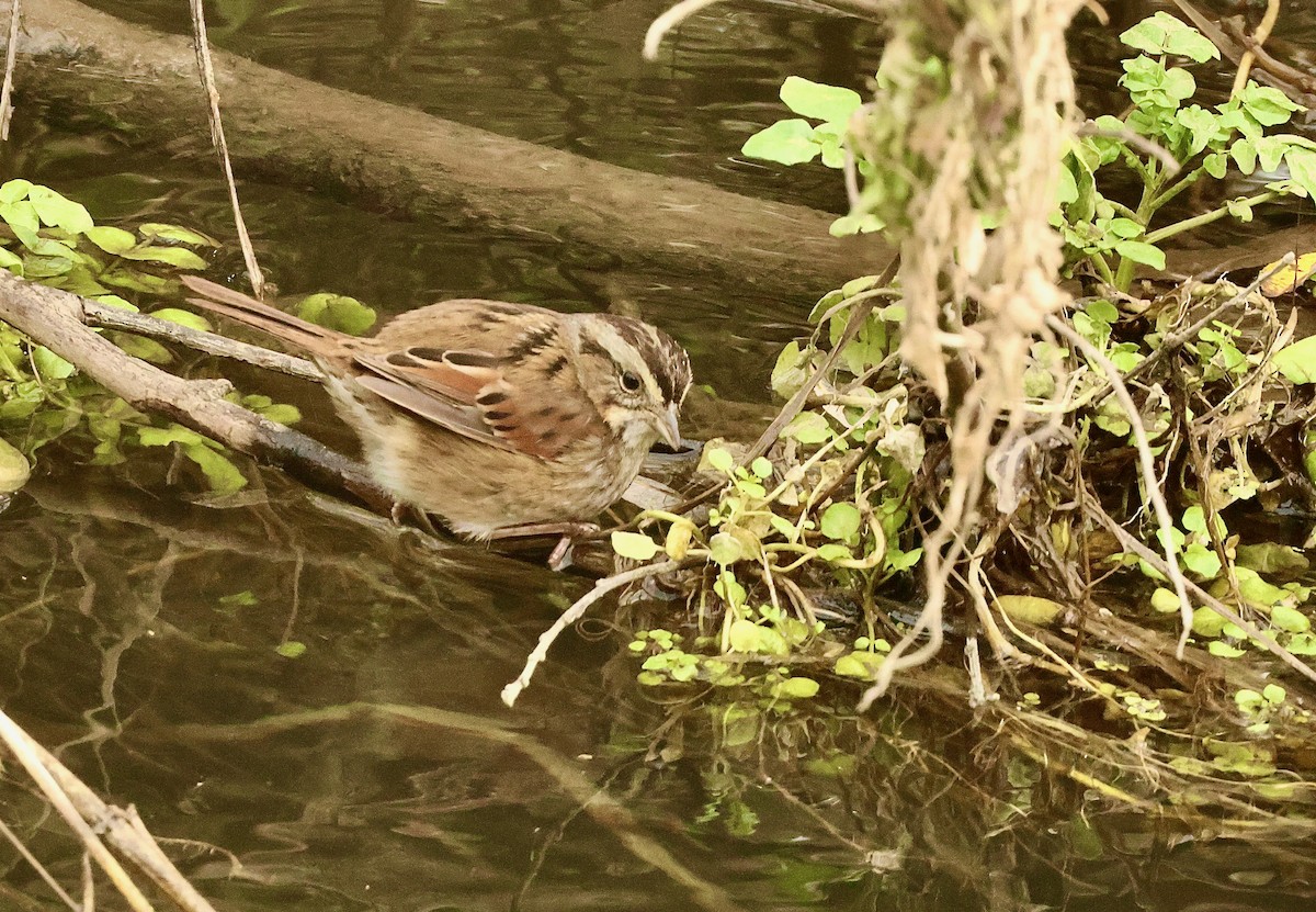 Swamp Sparrow - Kevin Zimmer