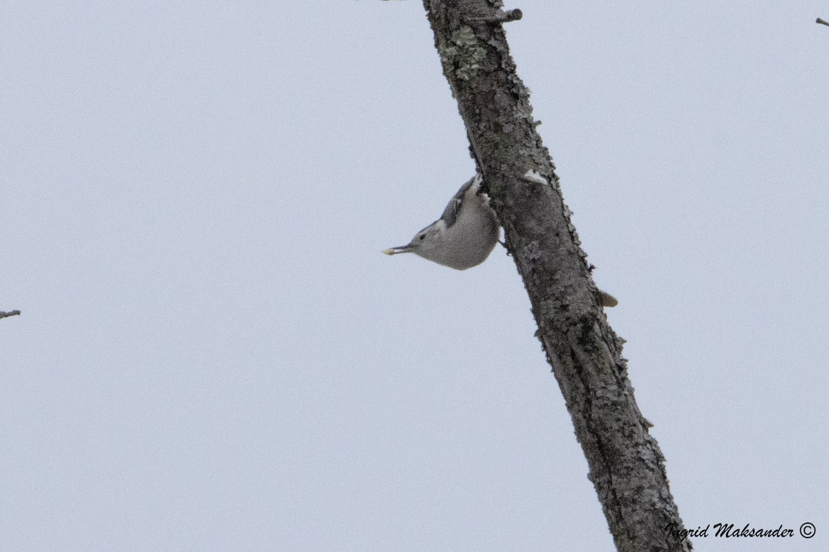 White-breasted Nuthatch - ML614303330