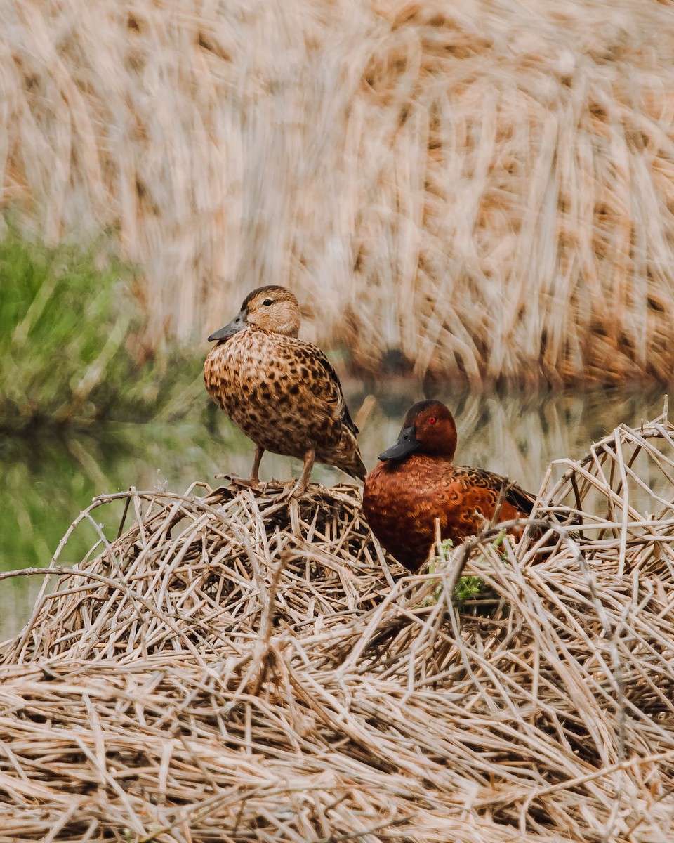 Cinnamon Teal - ML614303384